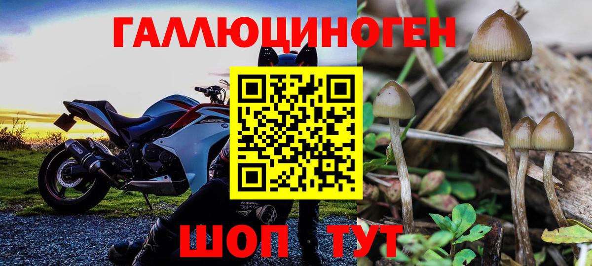 Псилоцибиновые грибы Psilocybine cubensis  Галлюциногенные грибы GOLDEN TEACHER  Губкинский 